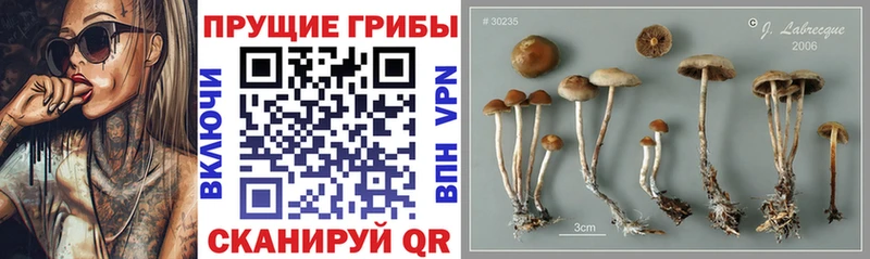 Псилоцибиновые грибы ЛСД  Купить закладки  Шарыпово 